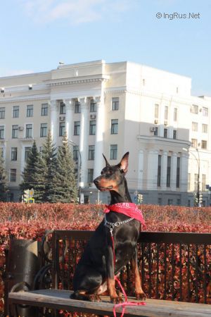 Dog Photo