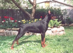 Dog Photo