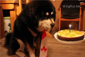 Dog Photo