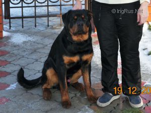 Dog Photo