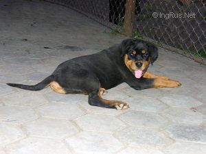 Dog Photo