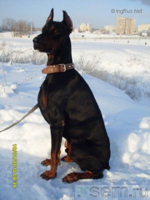 Dog Photo