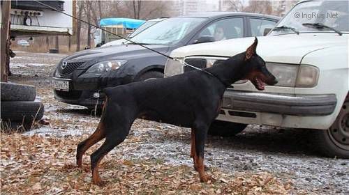 Dog Photo