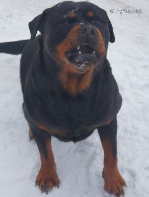 Dog Photo