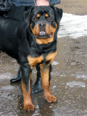 Dog Photo