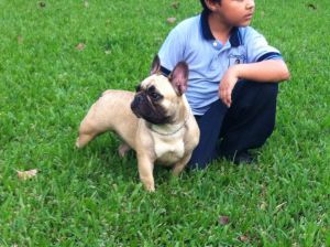 Dog Photo