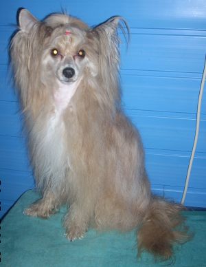 Dog Photo