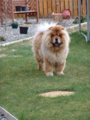 Dog Photo