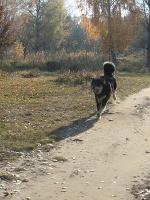 Dog Photo