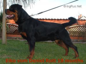 Dog Photo
