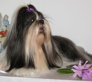 Dog Photo
