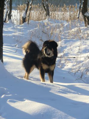 Dog Photo