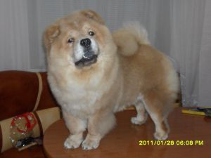 Dog Photo