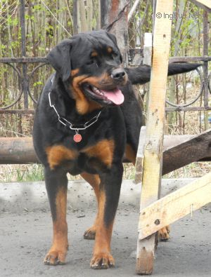Dog Photo