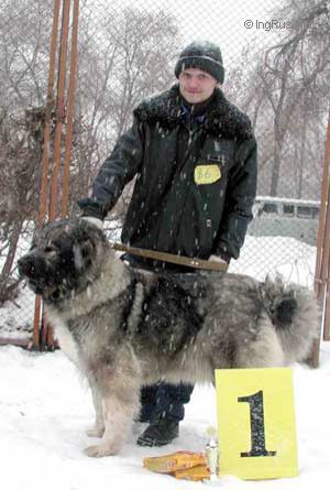 Dog Photo