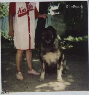 Dog Photo