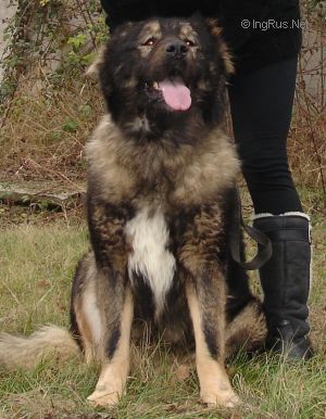 Dog Photo