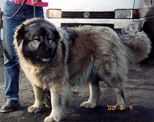 Dog Photo