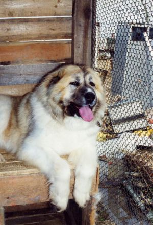 Dog Photo