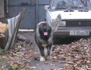 Dog Photo
