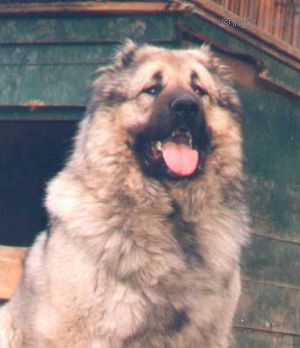 Dog Photo