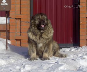 Dog Photo