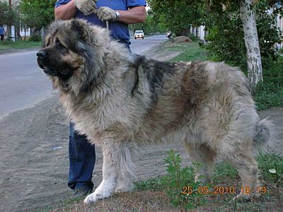 Dog Photo