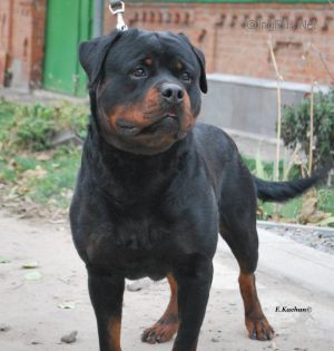 Dog Photo
