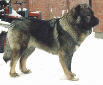 Dog Photo