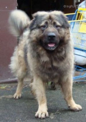 Dog Photo