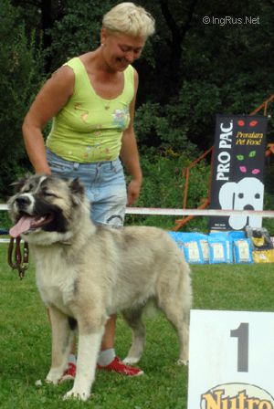 Dog Photo