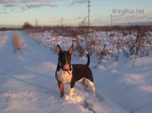 Dog Photo