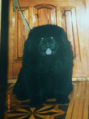 Dog Photo