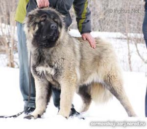 Dog Photo