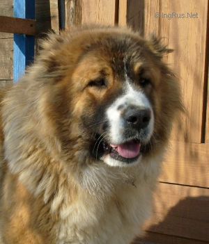 Dog Photo