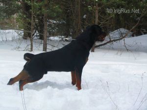 Dog Photo