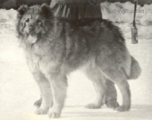 Dog Photo