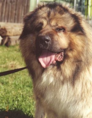 Dog Photo