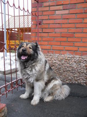 Dog Photo