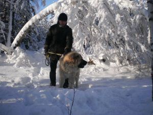 Dog Photo