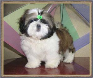 Dog Photo