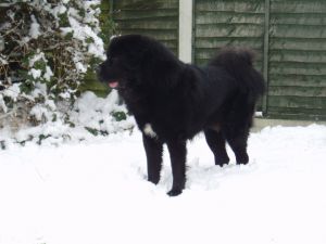 Dog Photo