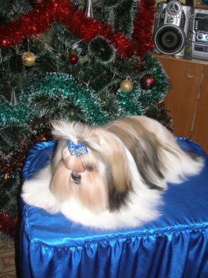 Dog Photo