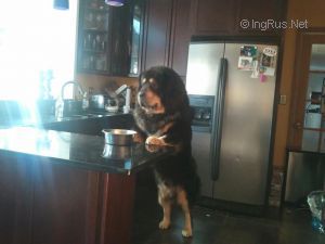 Dog Photo