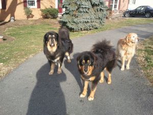 Dog Photo