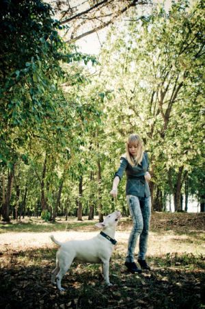 Dog Photo