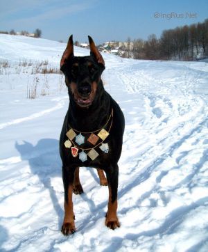 Dog Photo
