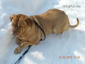 Dog Photo