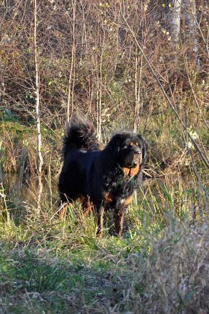 Dog Photo