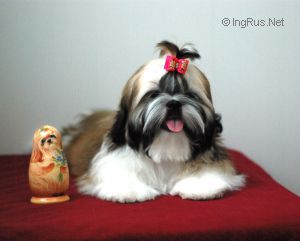 Dog Photo